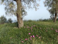 nice flowers grow torrechianca